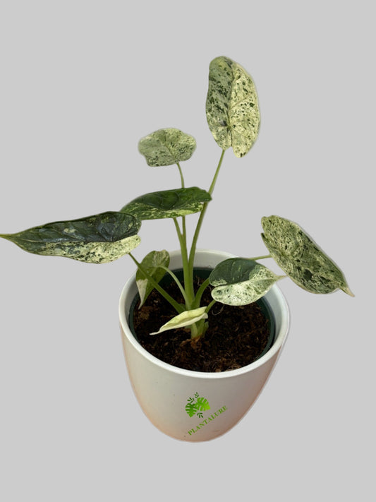 Alocasia Dragon Scale Mint Variegata