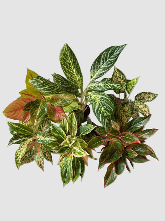 Aglaonema Chinese Evergreen Assorted Collection