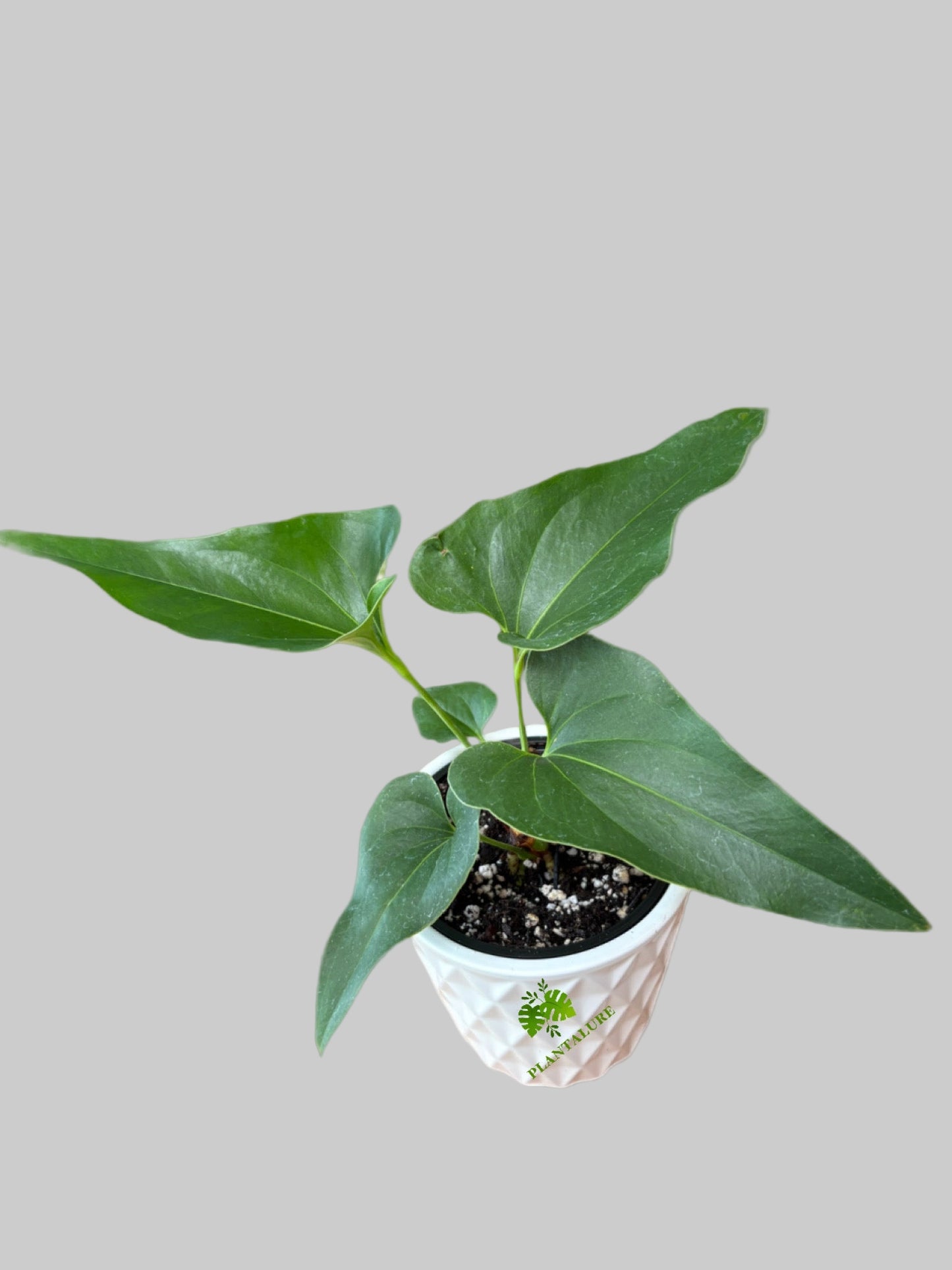 Anthurium Corong x Villenaorum