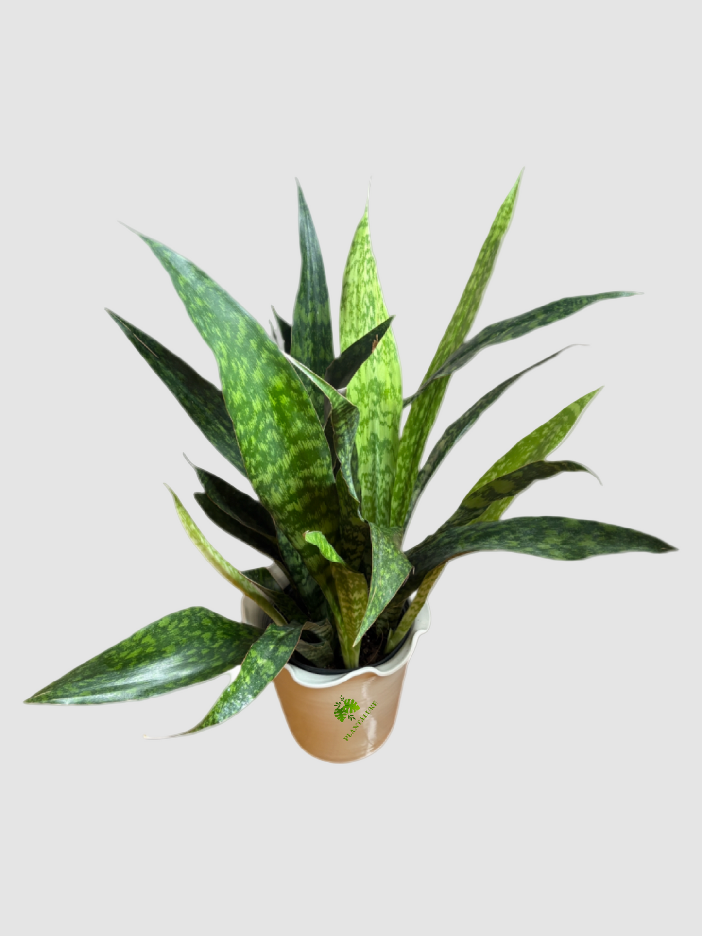 Sansevieria Jabao