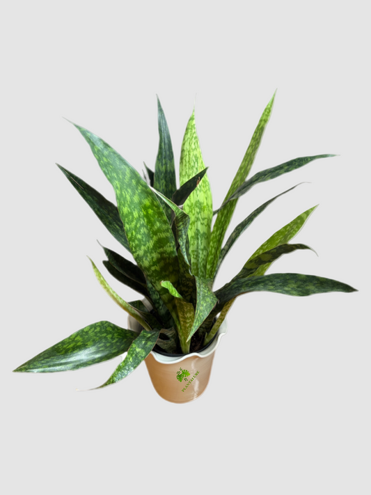 Sansevieria Jabao