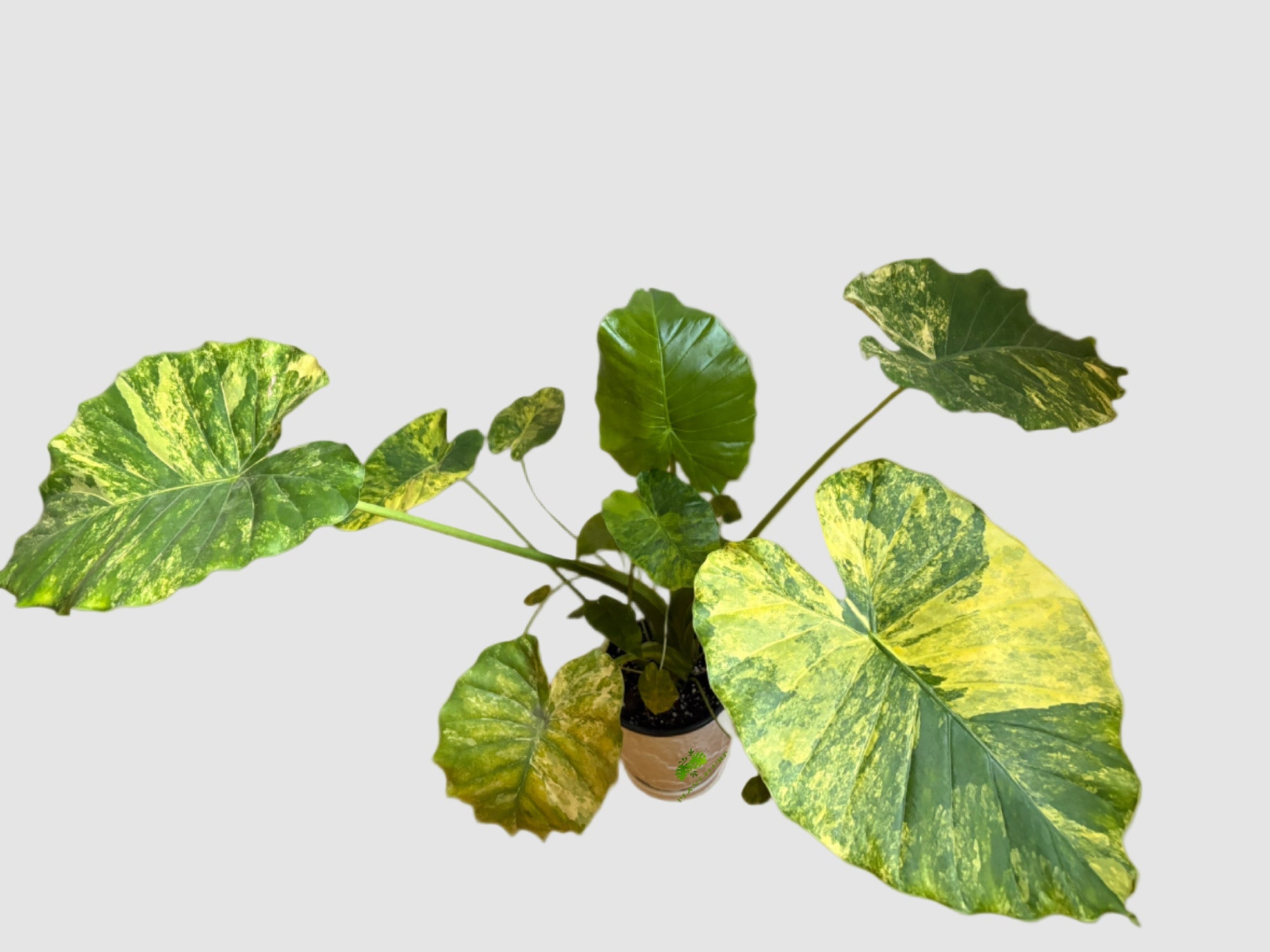 Alocasia Gageana Aurea Variegata | Rare Alocasia Canada – Plantalure