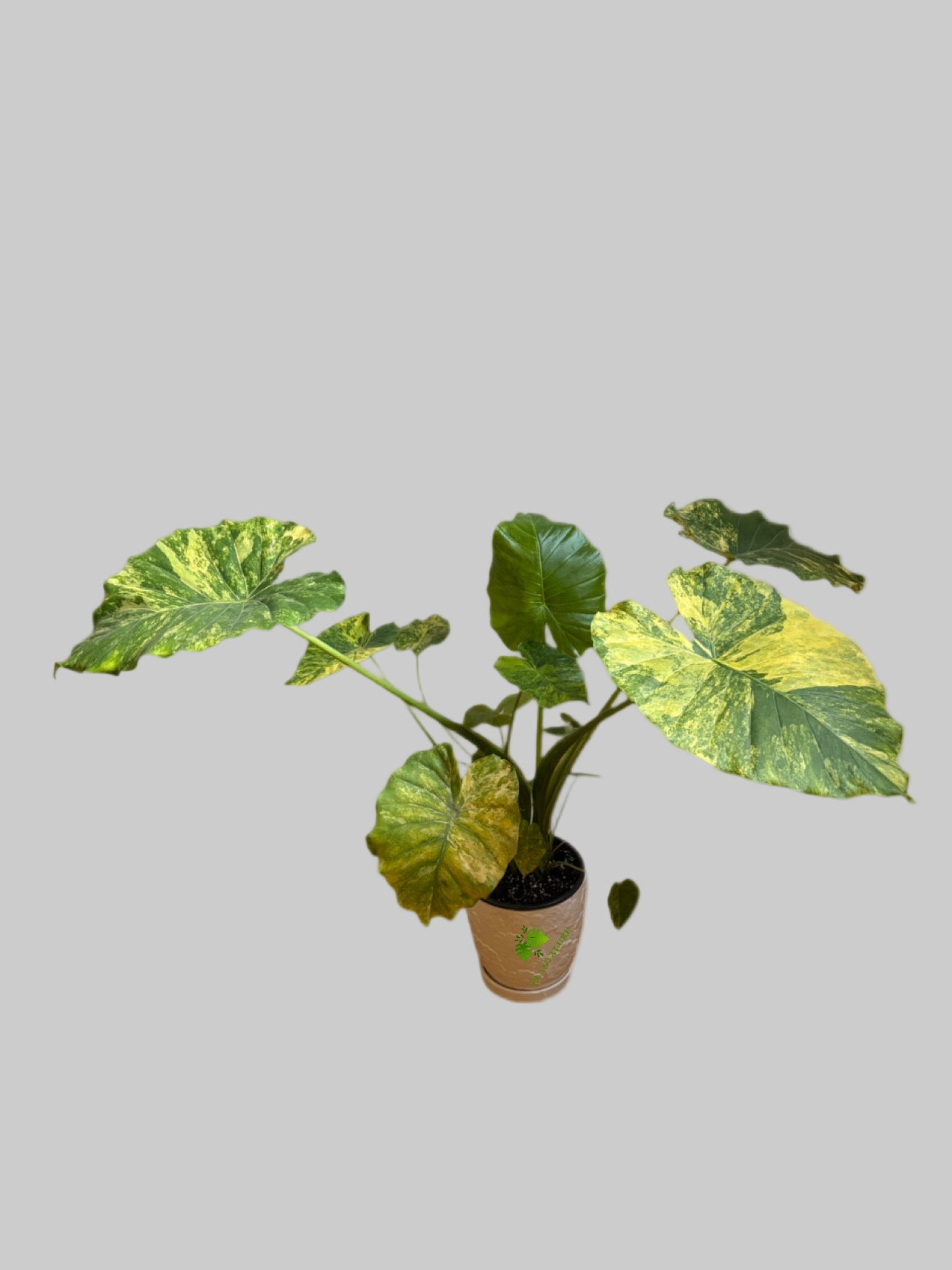 Alocasia Gageana Aurea Variegated