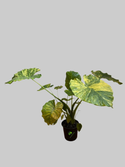 Alocasia Gageana Aurea Variegated