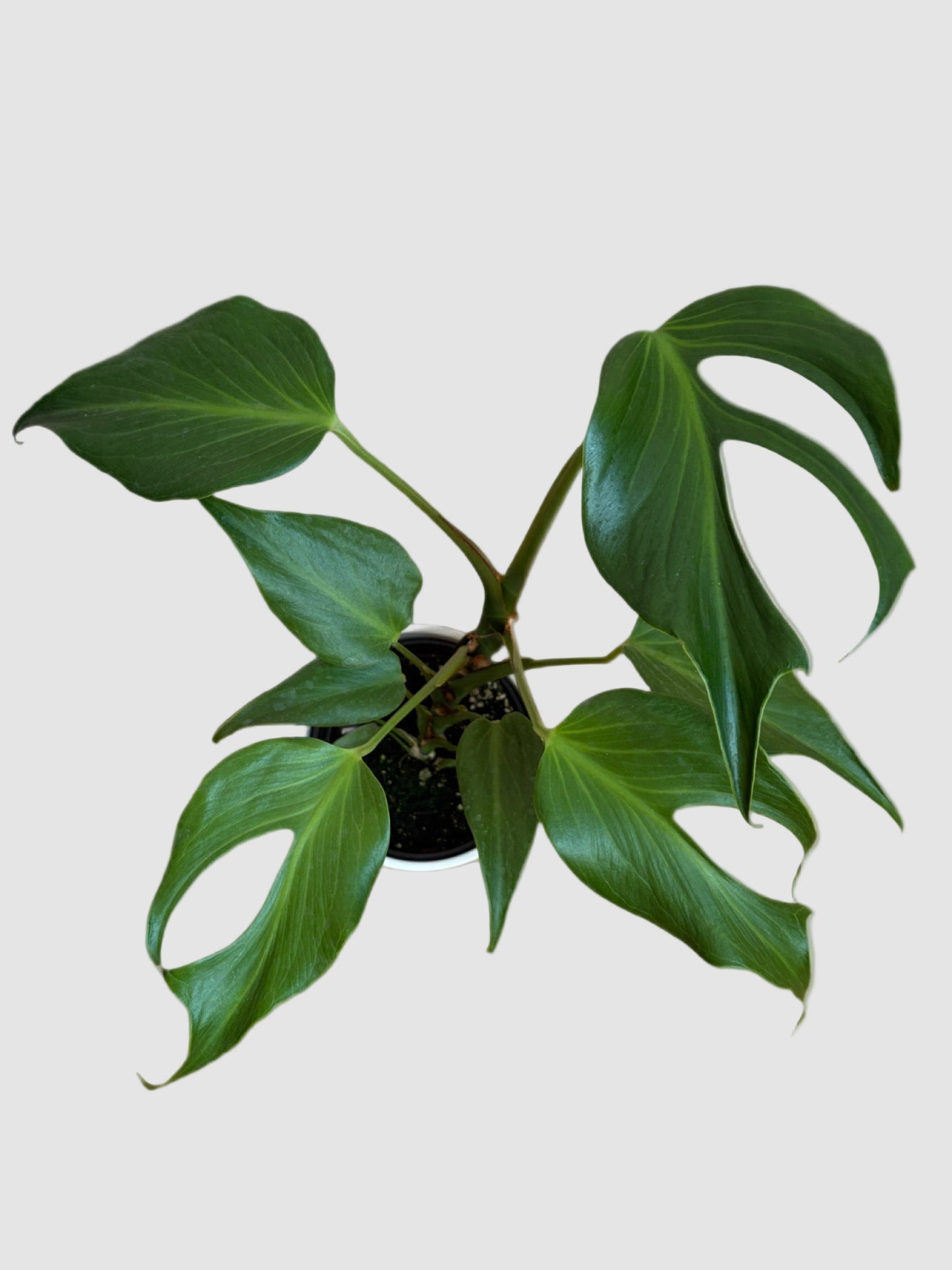 Monstera Burle Marx Flame