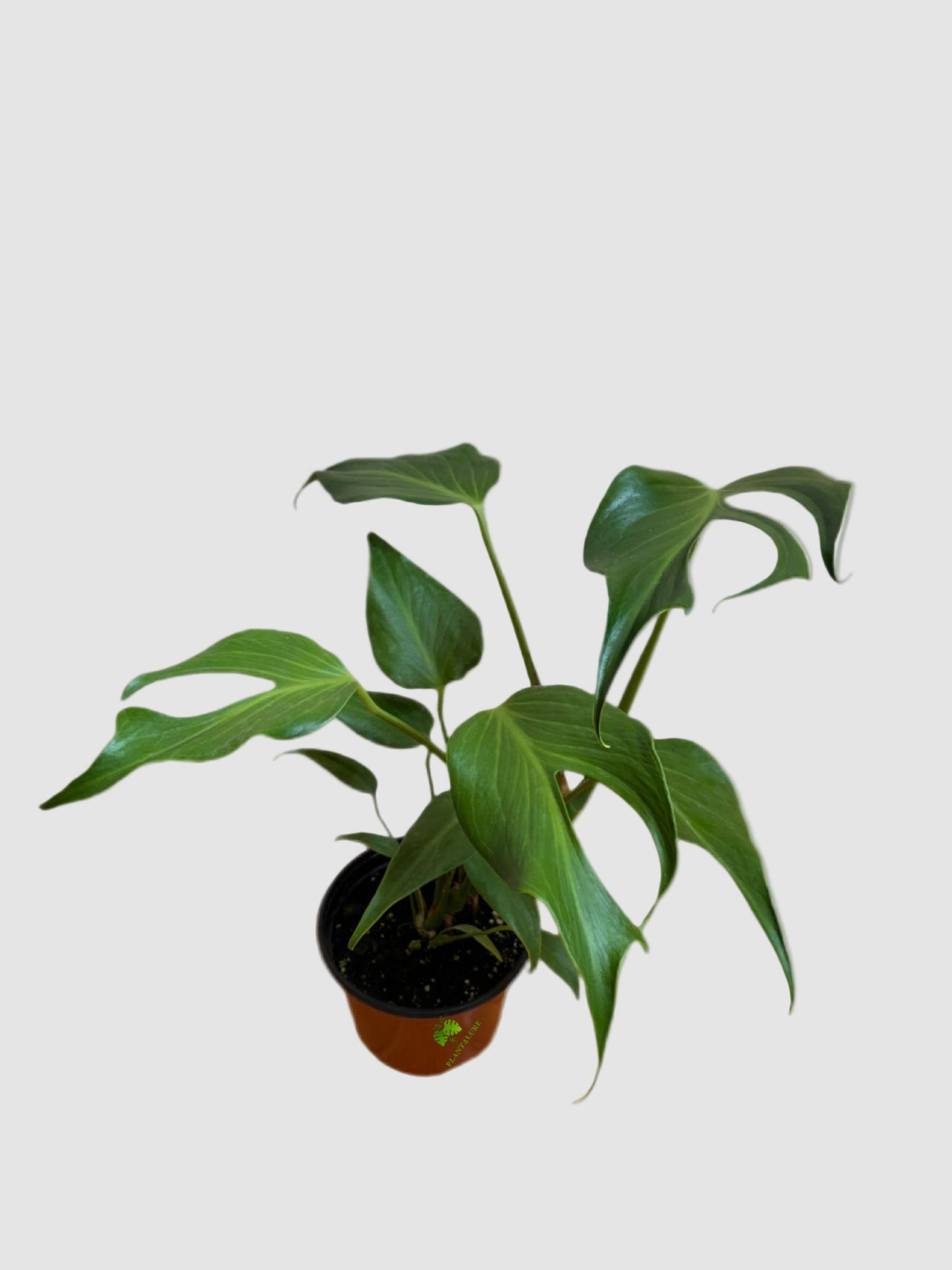 Monstera Burle Marx Flame