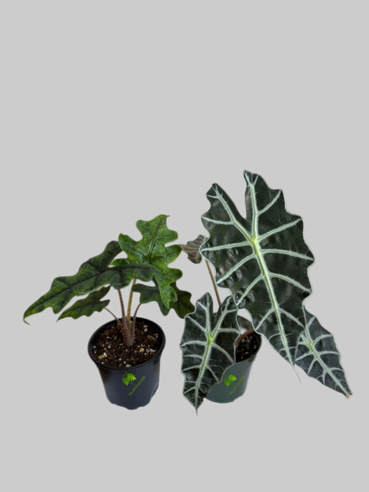 Alocasia Jacklyn & Alocasia Polly Bundle