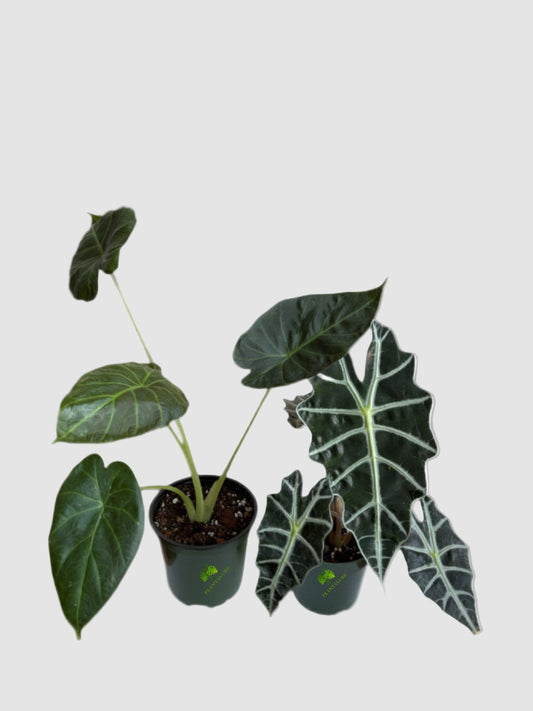 Starter Pack: Alocasia Regal Shield & Alocasia Polly Bundle