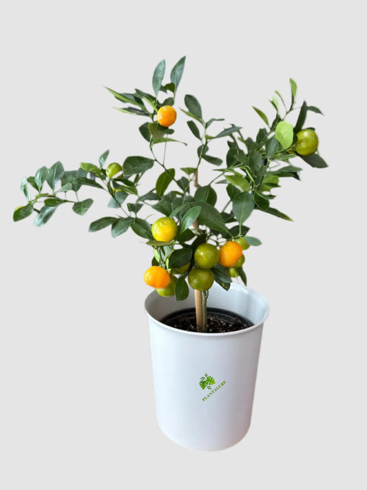 Citrus Calamondin Mini Tree - Indoor Fruit Tree for Home & Patio