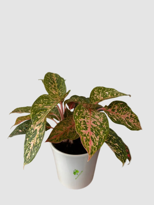 Aglaonema ‘Chanel’ – Elegant Pink Variegated Houseplant