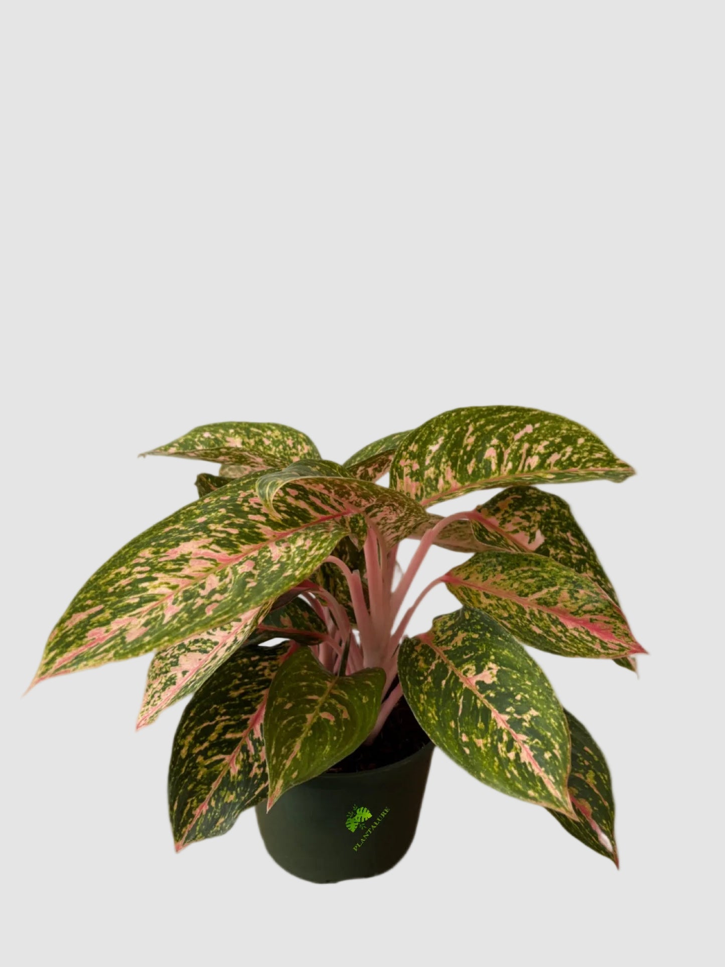 Aglaonema ‘Chanel’ – Elegant Pink Variegated Houseplant