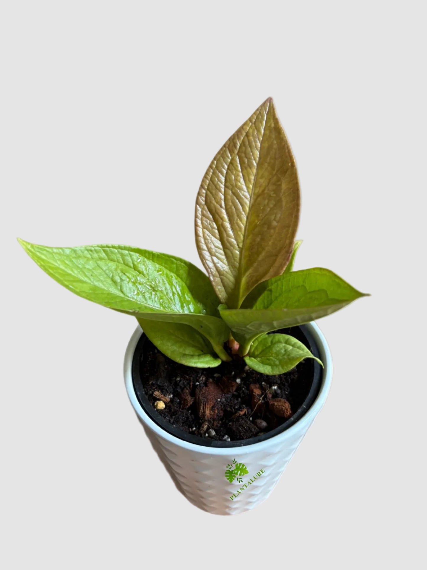 Anthurium Jenmanii Gold