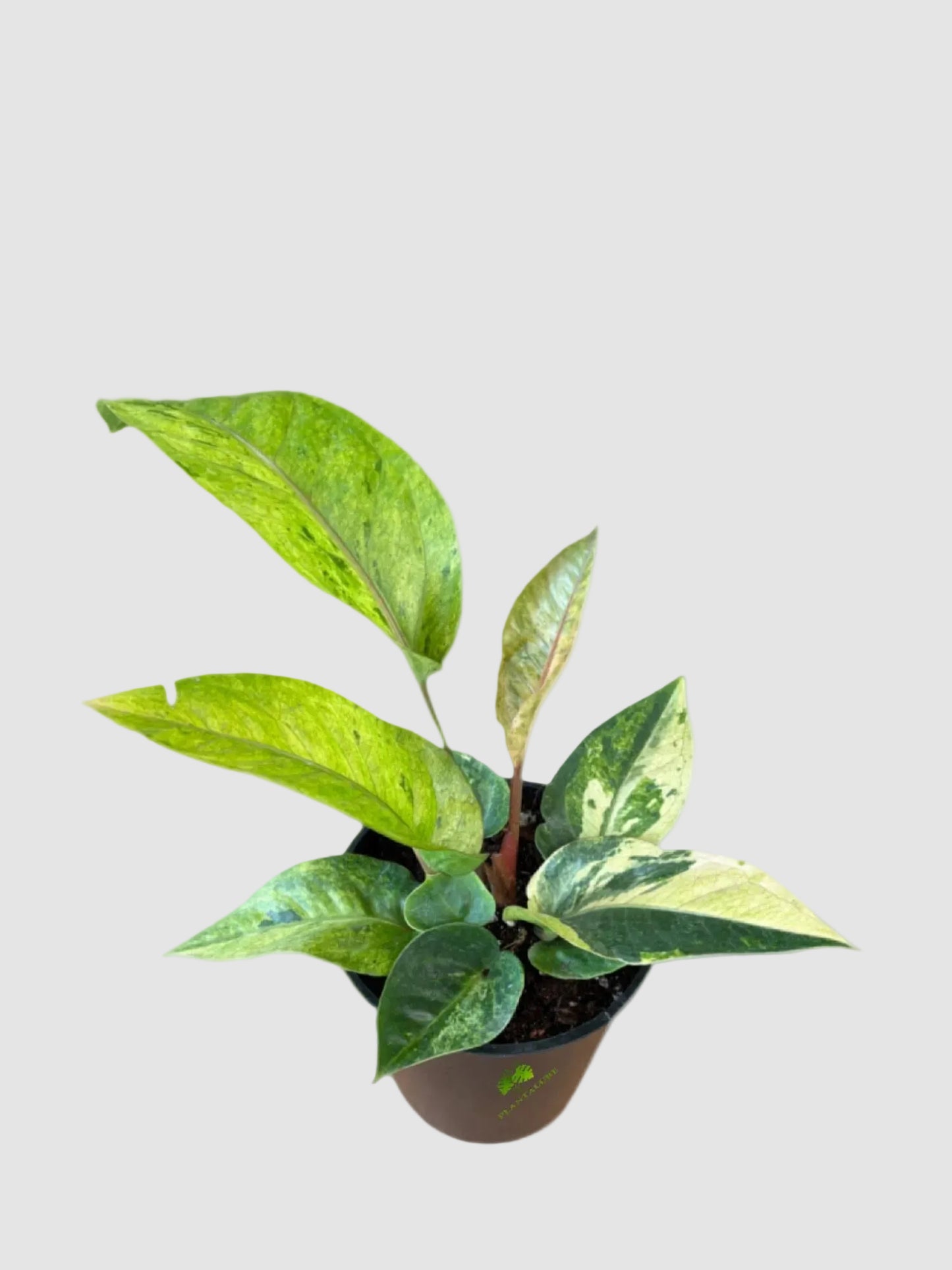 Anthurium Hookeri Variegata