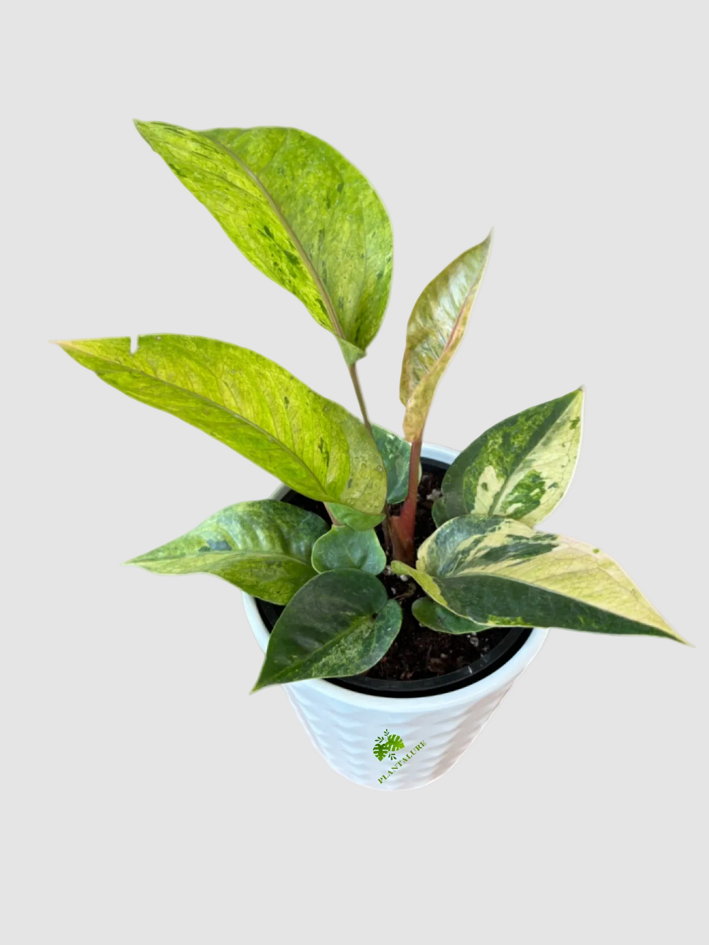 Anthurium Hookeri Variegata