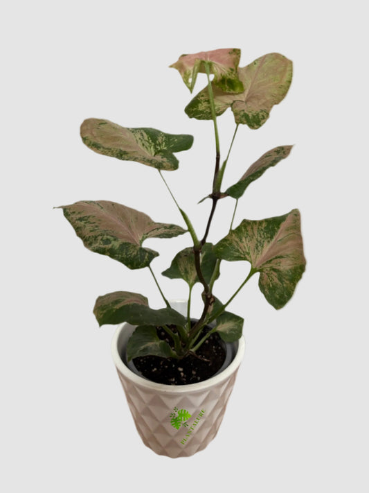 Syngonium Strawberry