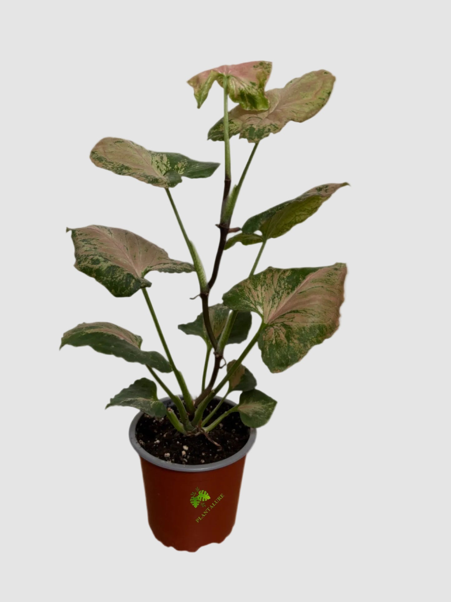 Syngonium Strawberry