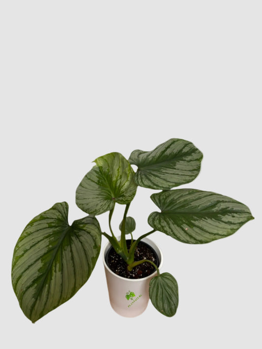 Philodendron Pastazanum Silver