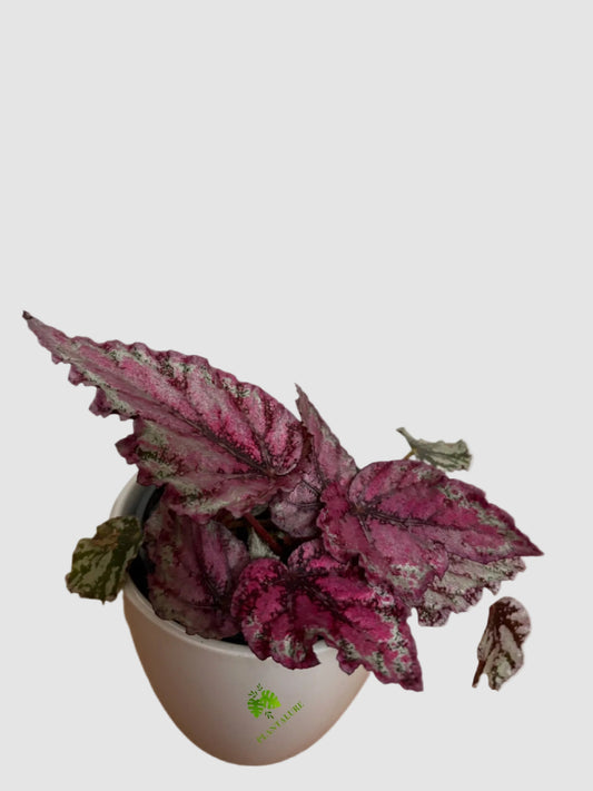 Begonia Rex Spirit of Sumatra