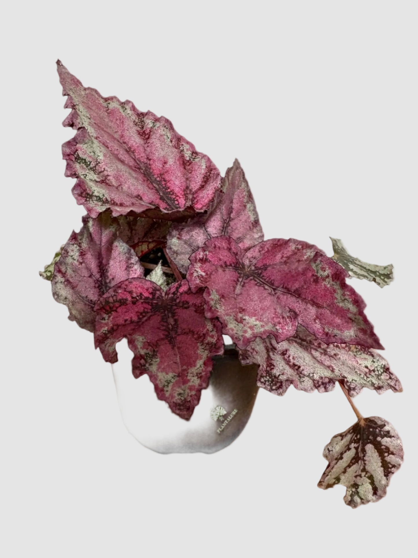 Begonia Rex Spirit of Sumatra