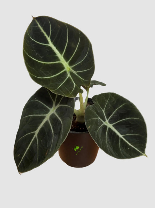 Alocasia Black Velvet
