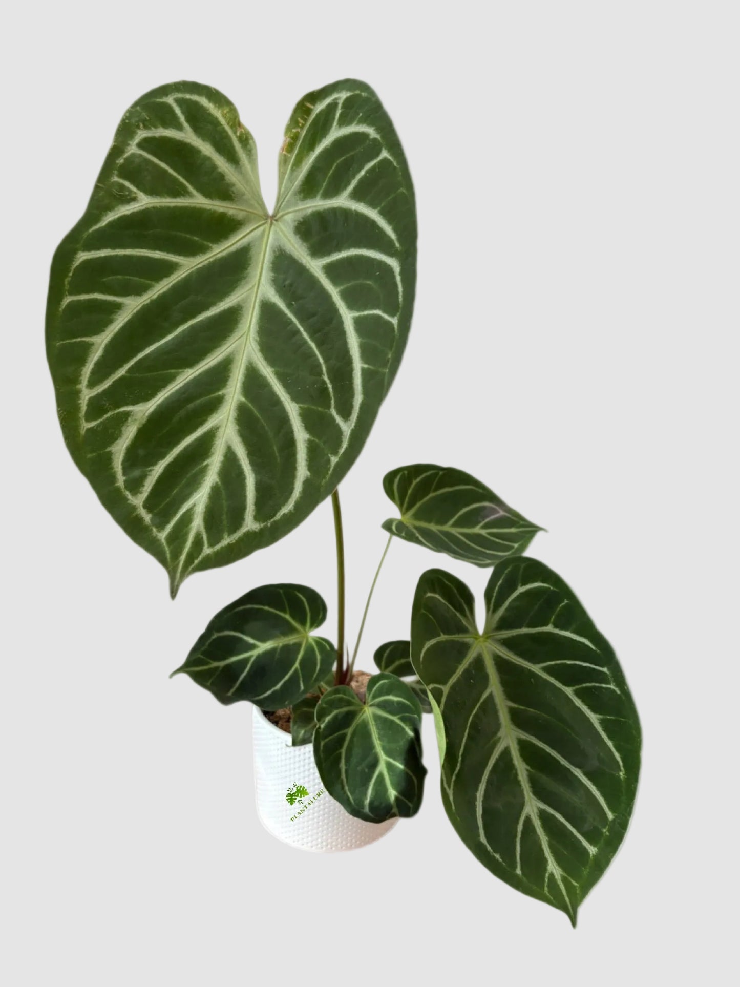 Anthurium Dorayaki Magnificum – Rare Collector Hybrid