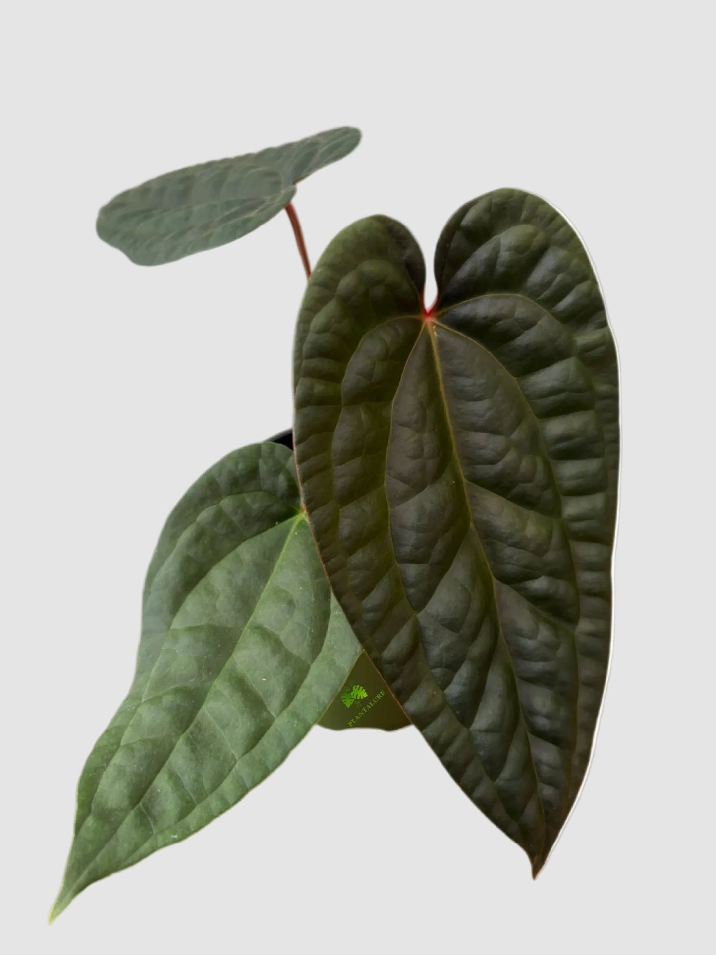 Anthurium Luxurians Dark Form
