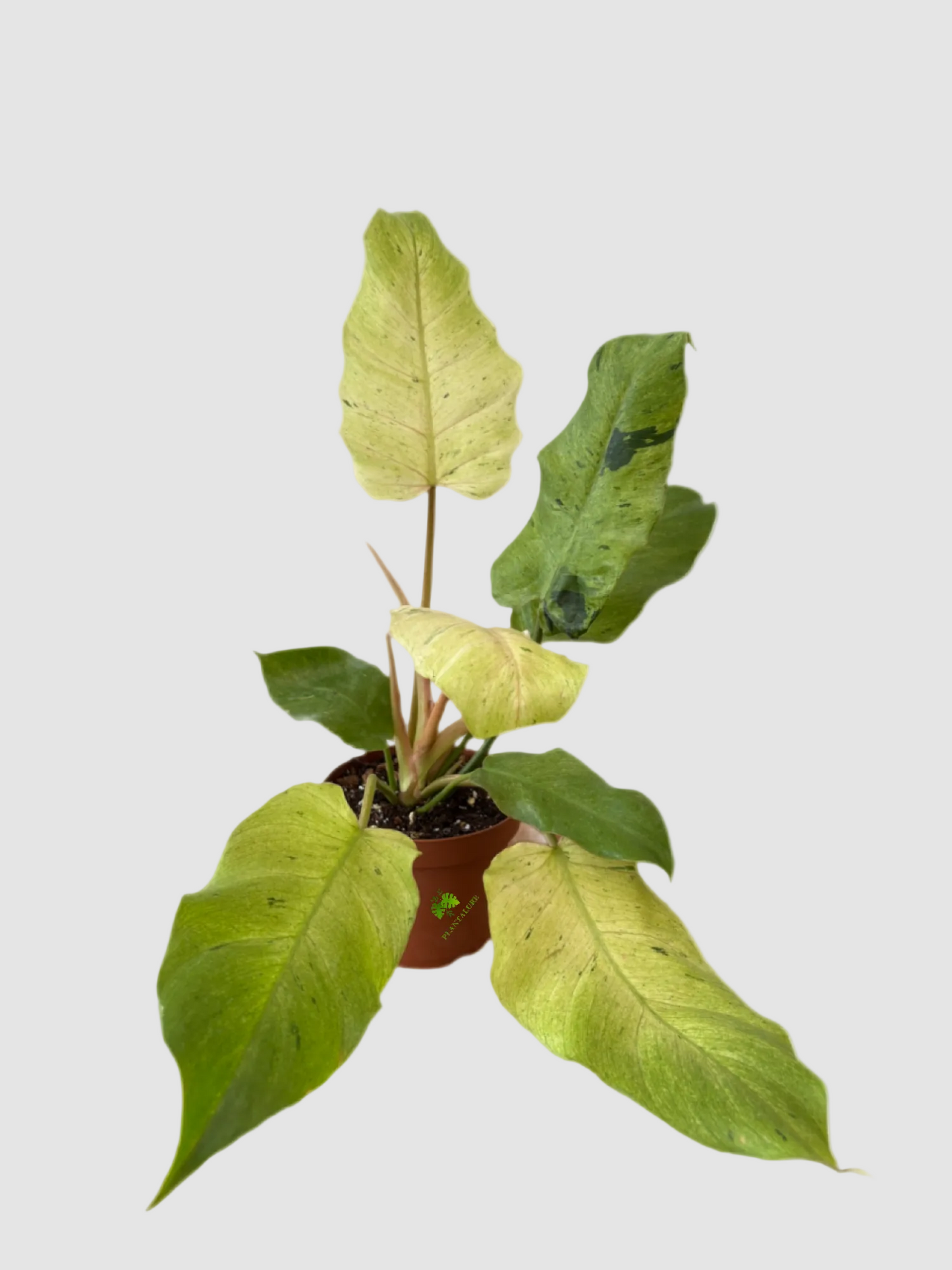 Philodendron Snowdrift