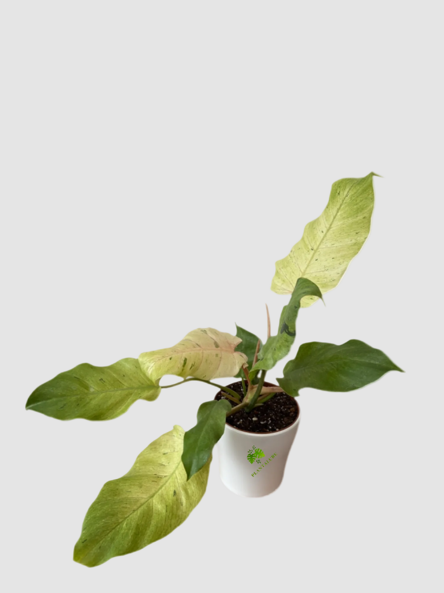 Philodendron Snowdrift