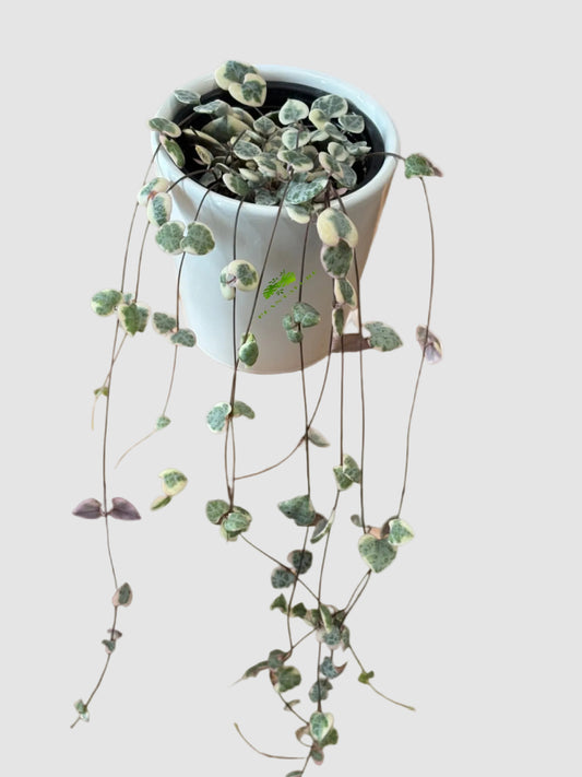 String of Hearts Variegata