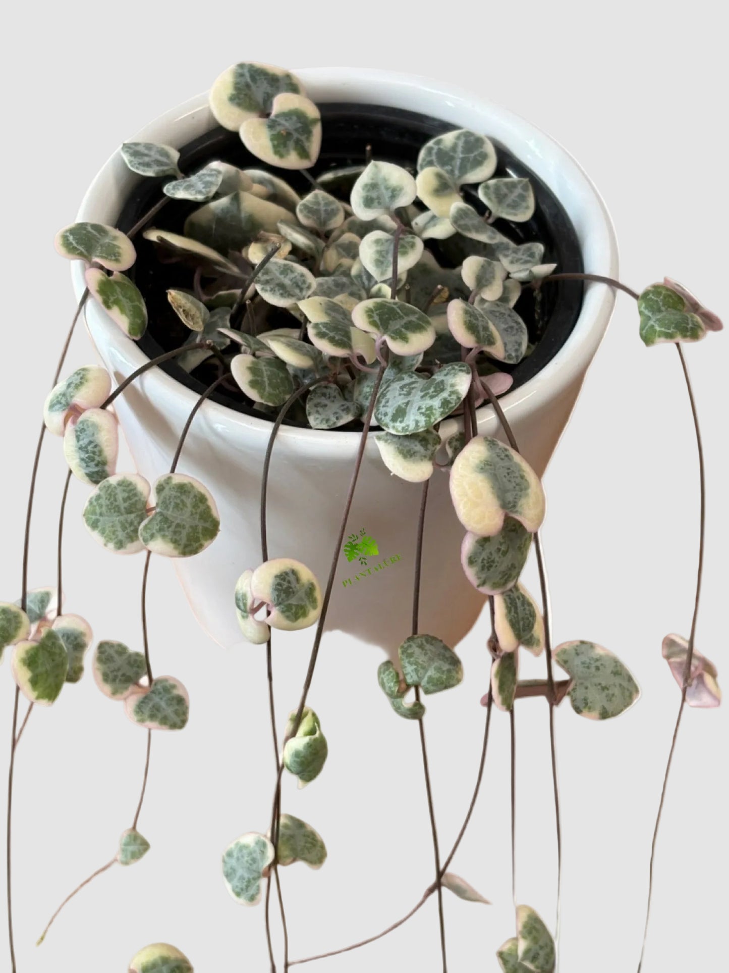 String of Hearts Variegata