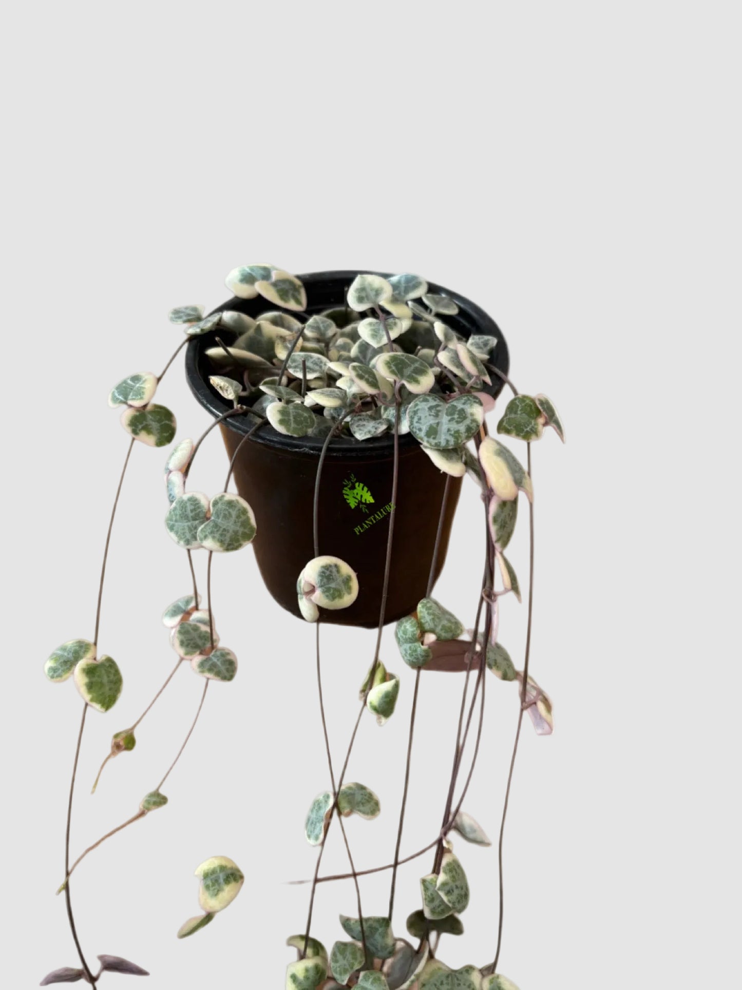 String of Hearts Variegata