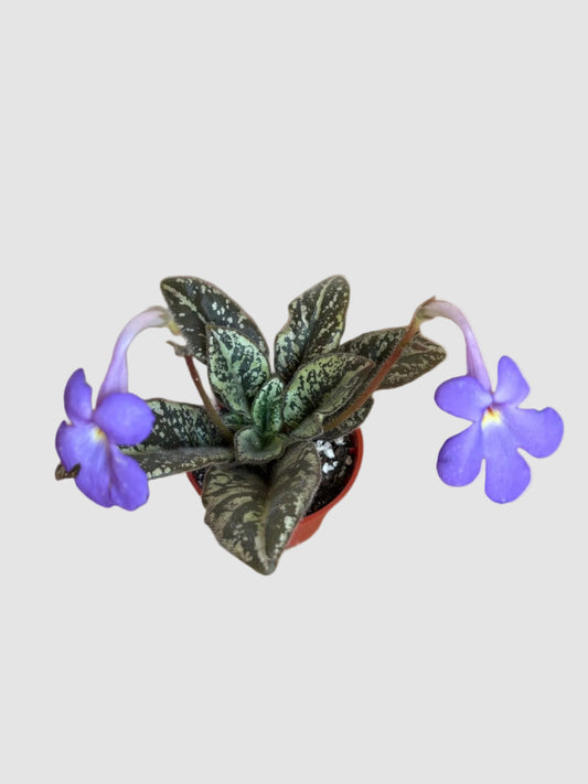 Michaelmoelleria Vietnamensis