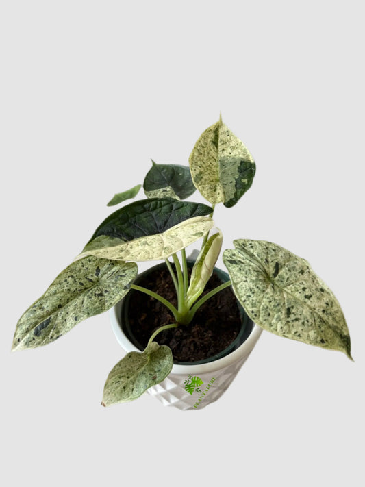 Alocasia Dragon Scale Mint Variegata