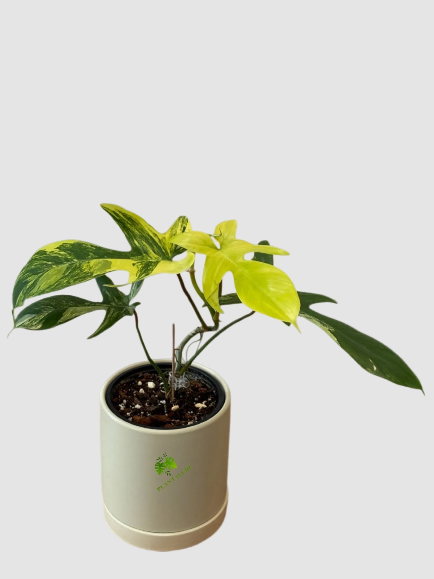 Philodendron Florida Beauty Variegata