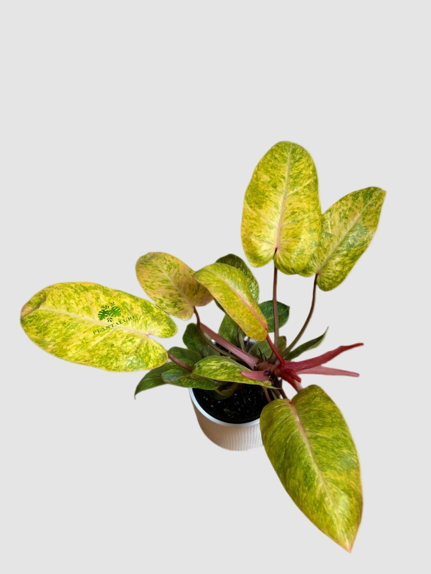 Philodendron Painted Lady