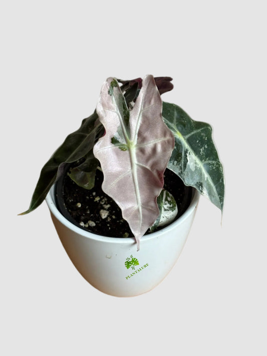 Alocasia Amazonica ‘Polly’ Pink Variegated