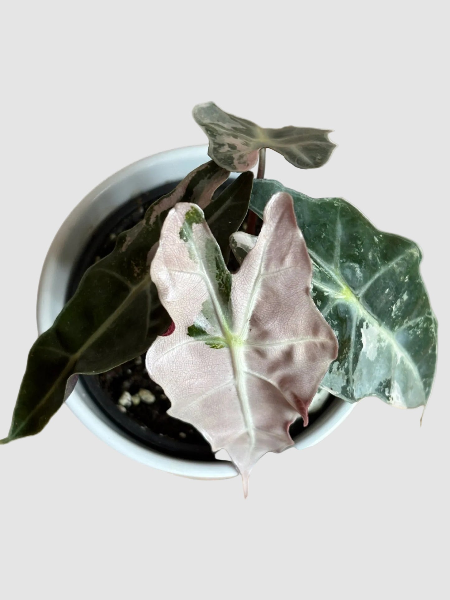 Alocasia Amazonica ‘Polly’ Pink Variegated