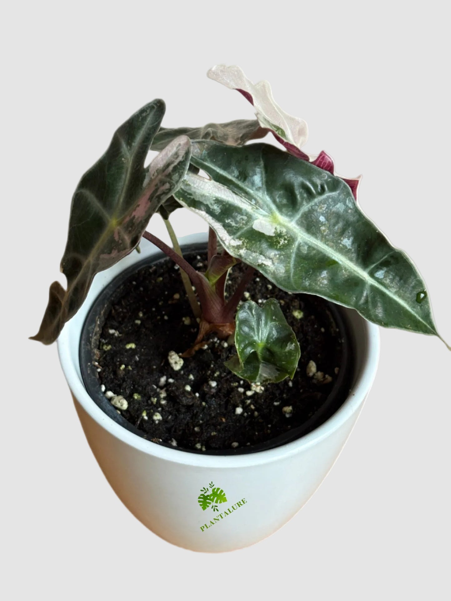 Alocasia Amazonica ‘Polly’ Pink Variegated