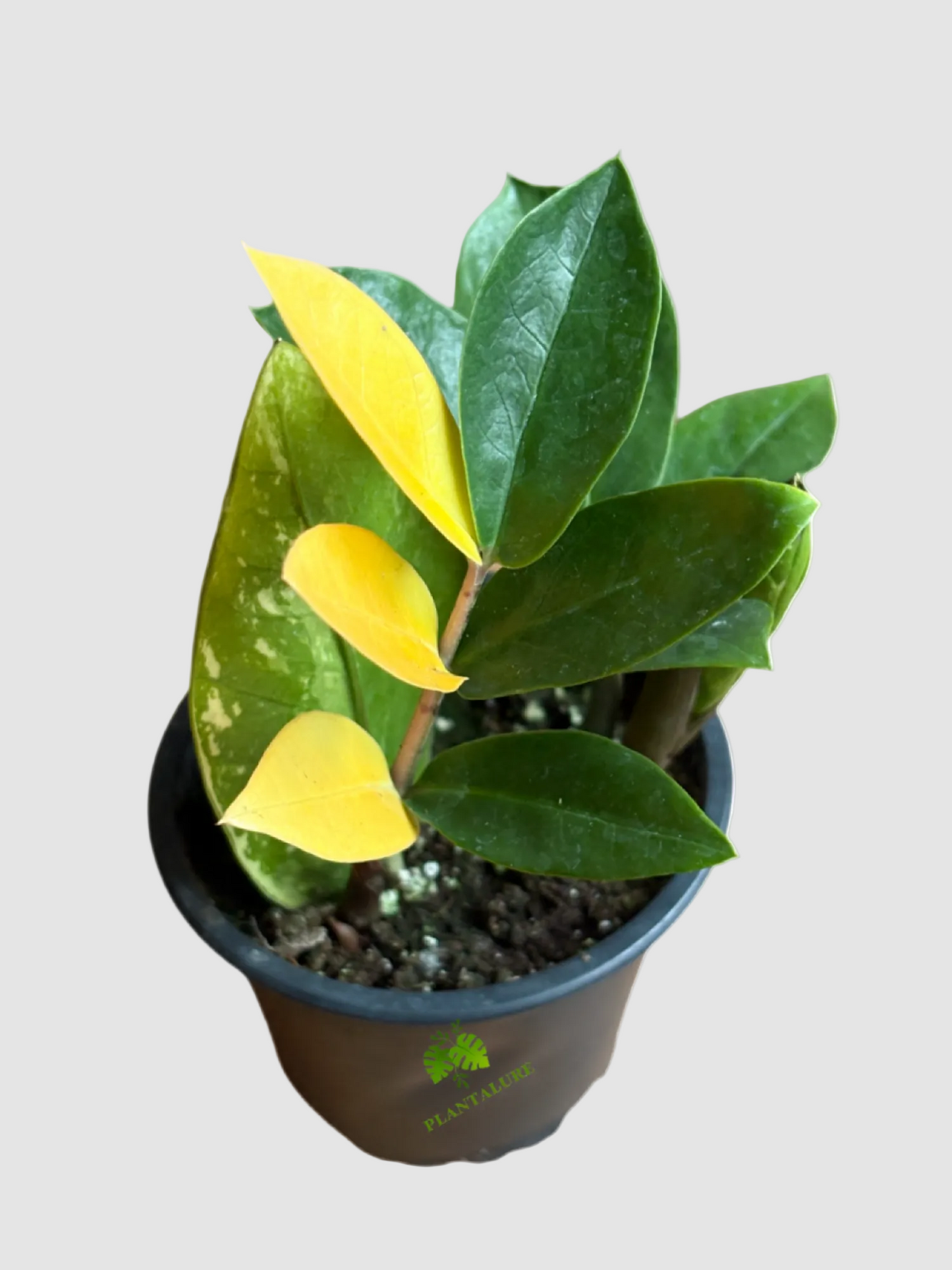 Variegated ZZ Plant Rare - Zamioculcas Zamiifolia Variegata