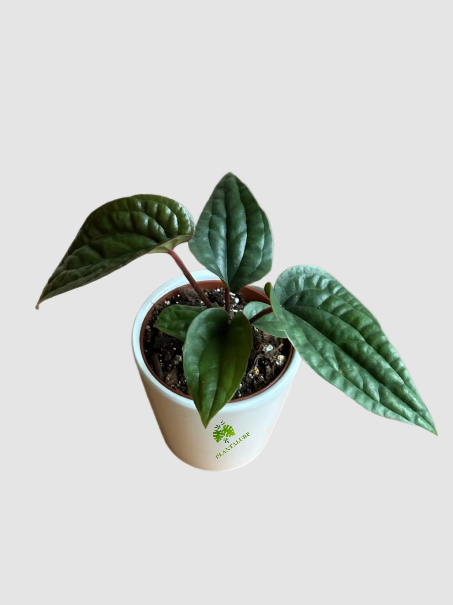 Anthurium Luxurians x Radicans