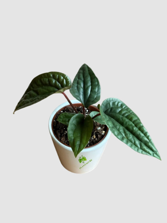 Anthurium Luxurians x Radicans