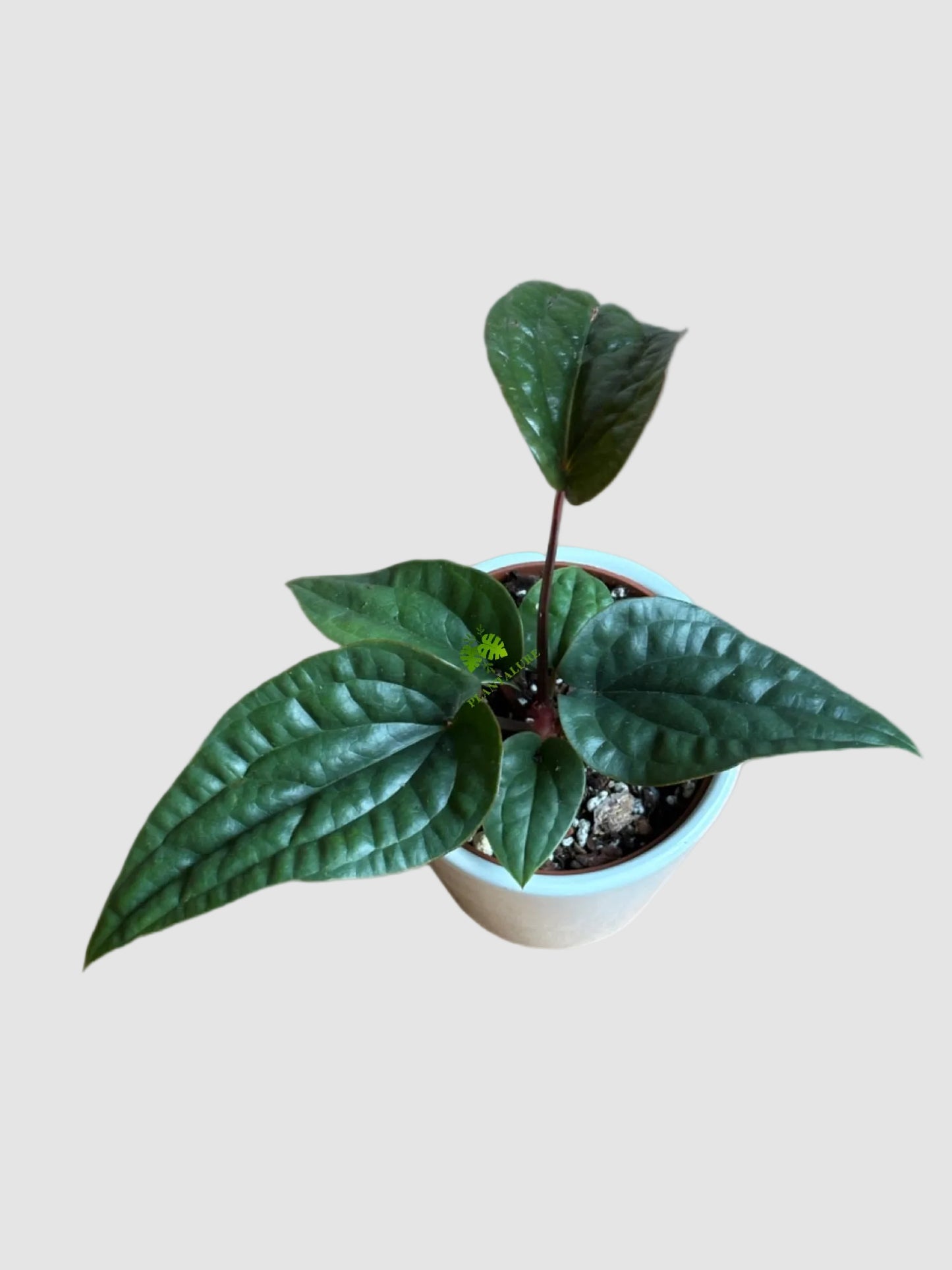 Anthurium Luxurians x Radicans