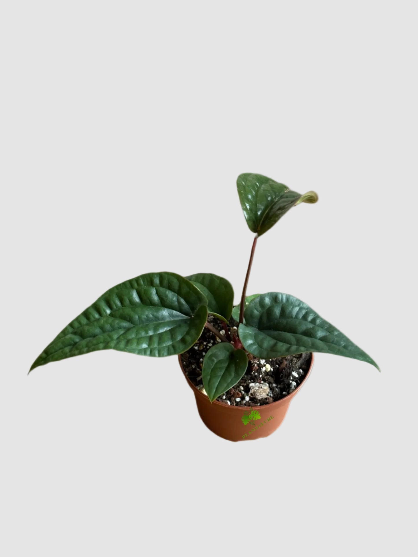 Anthurium Luxurians x Radicans