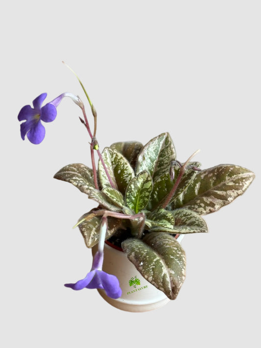 Michaelmoelleria Vietnamensis