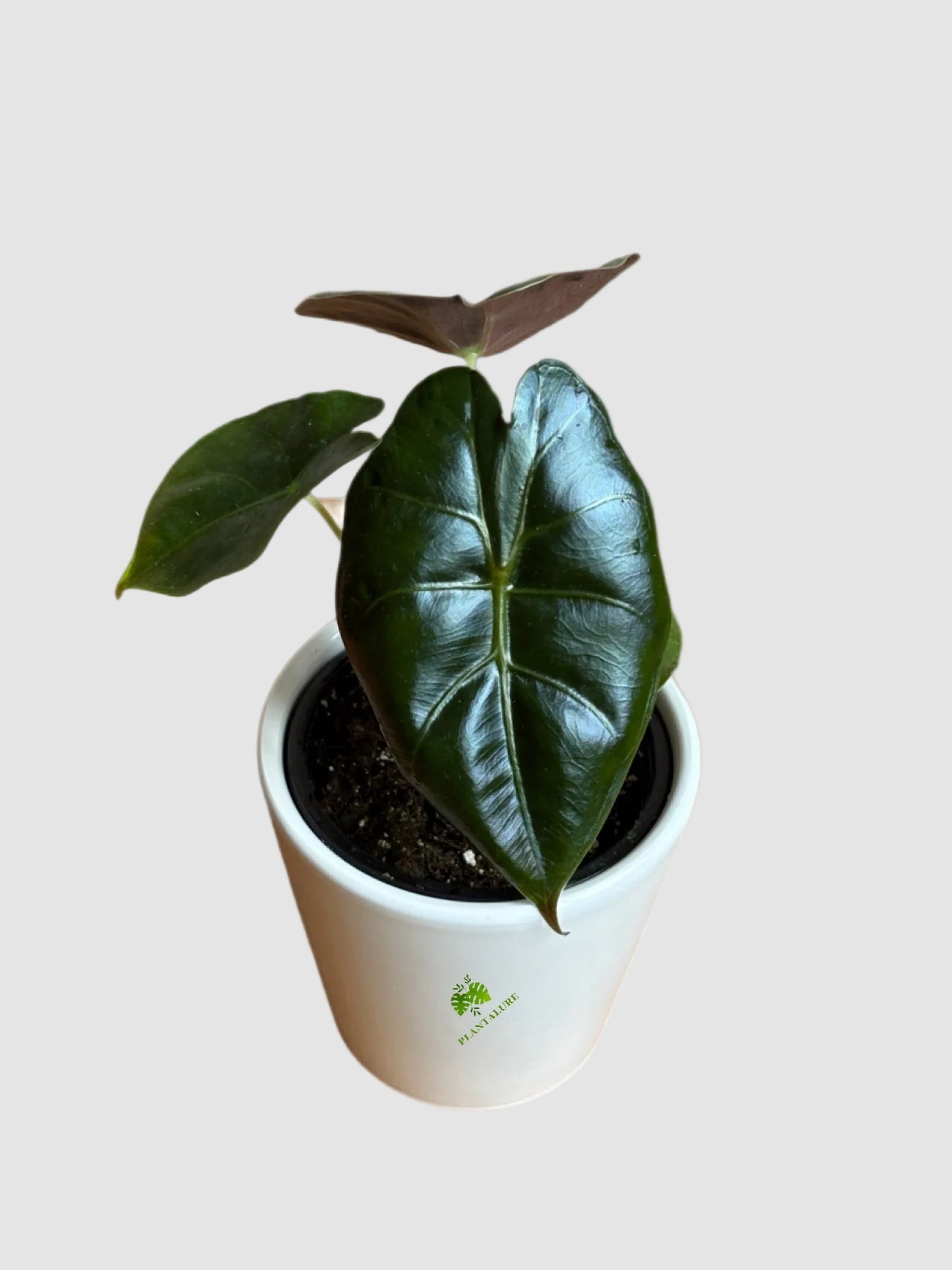 Alocasia Golden Bone