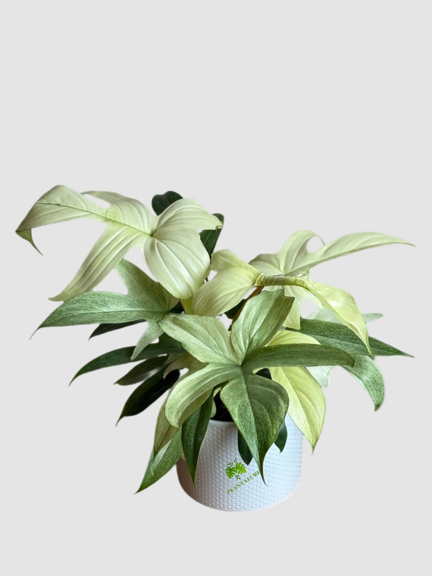 Philodendron Florida Ghost 6" ceramic pot – pale mint-green foliage, grown in Canada by Plantalure