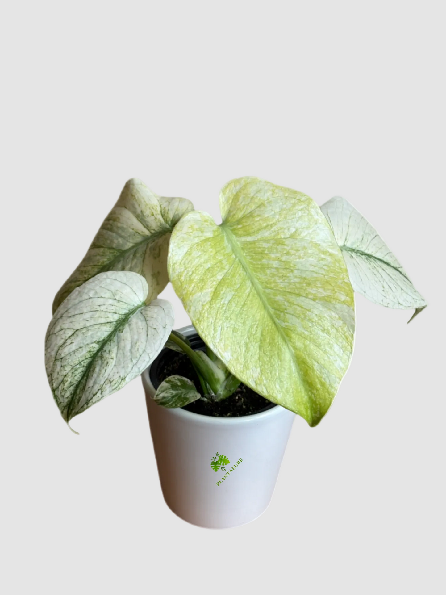 Monstera Mint – Rare Variegated Collector Plant