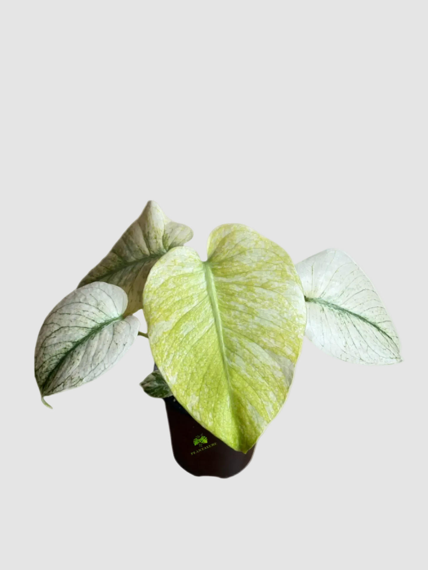 Monstera Mint – Rare Variegated Collector Plant