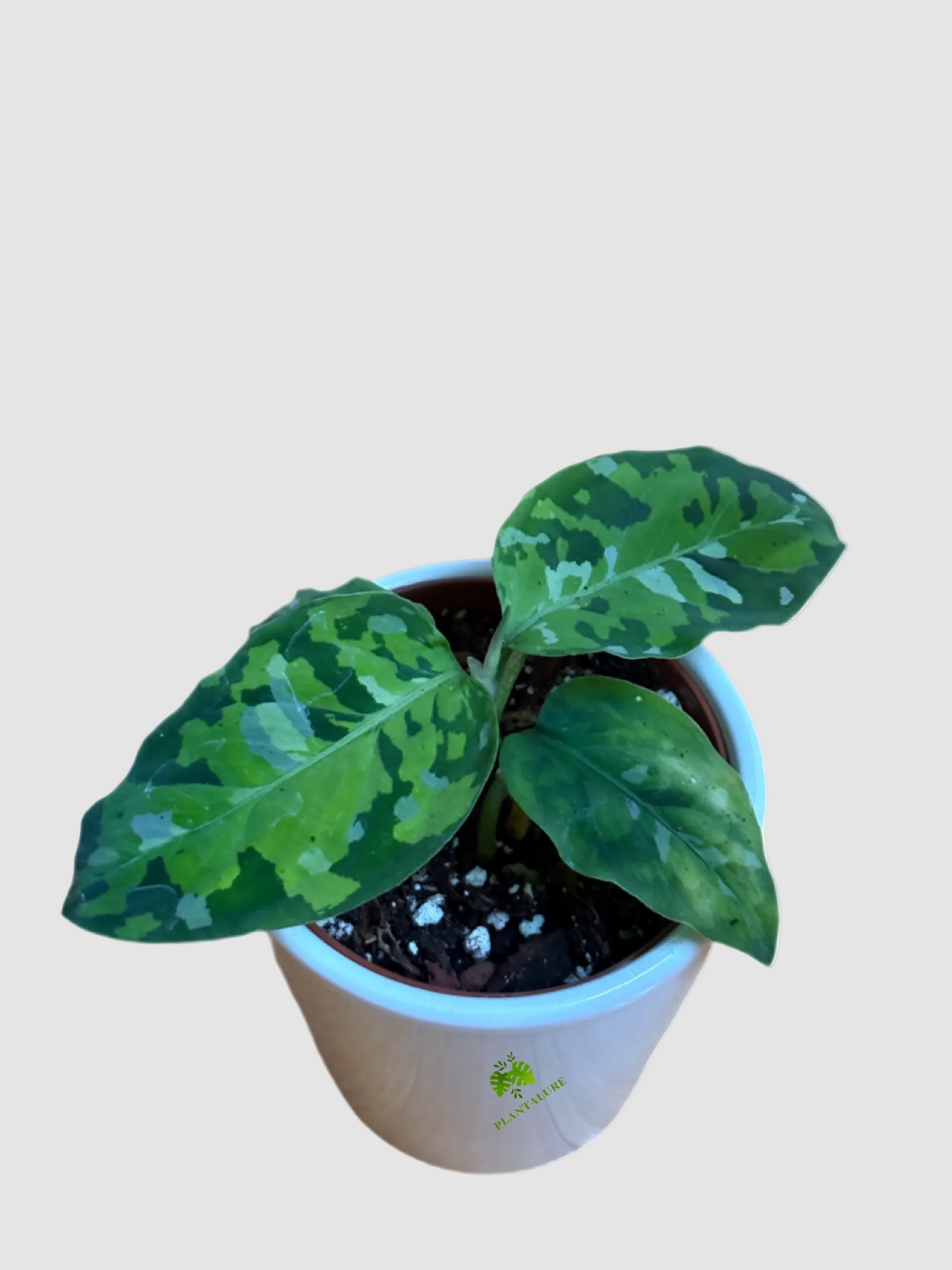 Aglaonema Pictum Tricolor