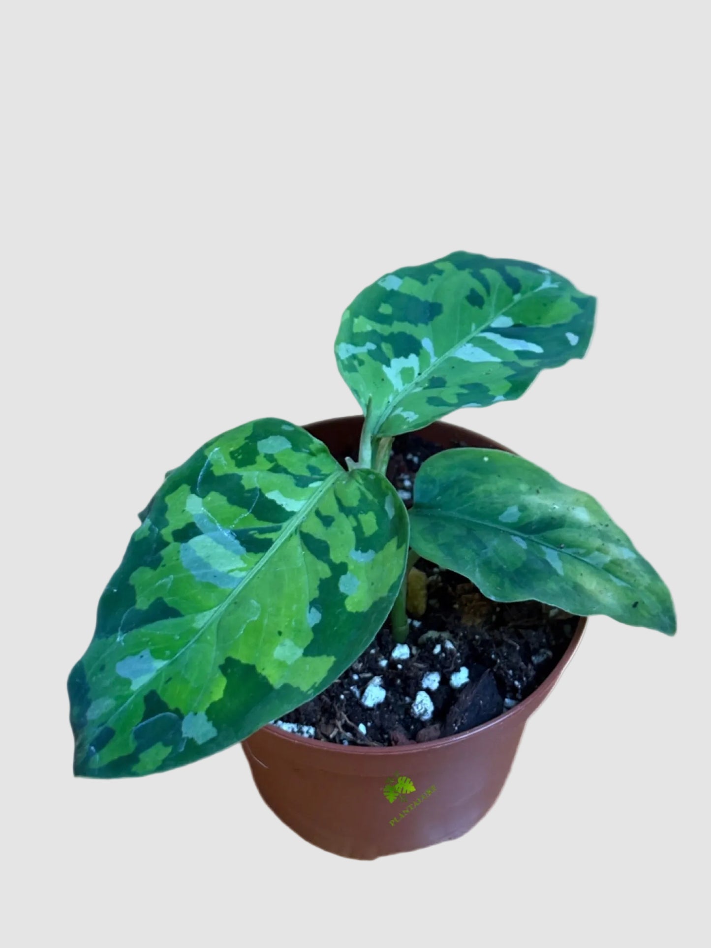 Aglaonema Pictum Tricolor